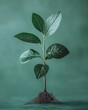 © kazitafahnizeer - Small green plant with roots and leaves