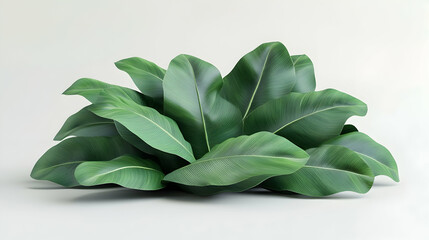 Wall Mural - lush green tropical leaves isolated on white background.