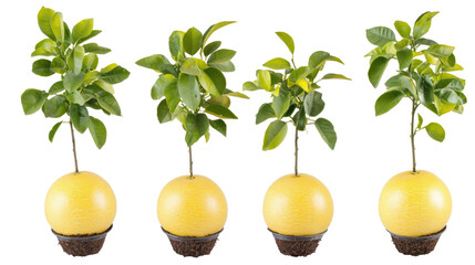 Poster - Young Pomelo Plants in Humus Soil on a Transparent Background Generative AI
