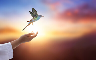 Wall Mural - hummingbird flying over human hand on sky background with copy space