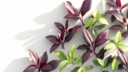 Wall Mural - purple and green leaves on a white background with shadows.
