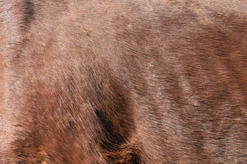 close-up of fur of brown horse