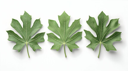 Wall Mural - three green leaves arranged in a row against a white background.