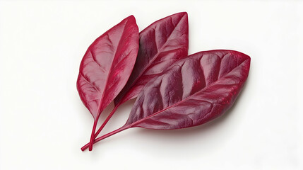 Wall Mural - three vibrant red leaves isolated on a white background.