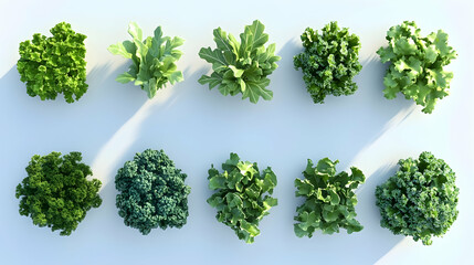 Wall Mural - top view of 10 different green leafy plants on a white background.