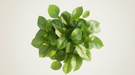 Poster - Top view of a lush green plant with vibrant leaves against a white background.