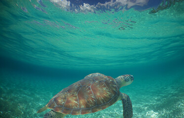 Wall Mural - a sea turtle on a reef in the caribbean sea