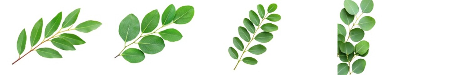 Aufkleber - Flat lay, top view of a wreath made of branches of Eucalyptus and leaves.
