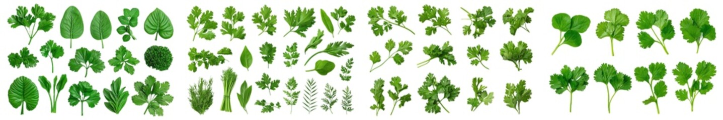 Poster - Isolated parsley herb on white background. With clipping path. Full depth of field. Focus stacking.