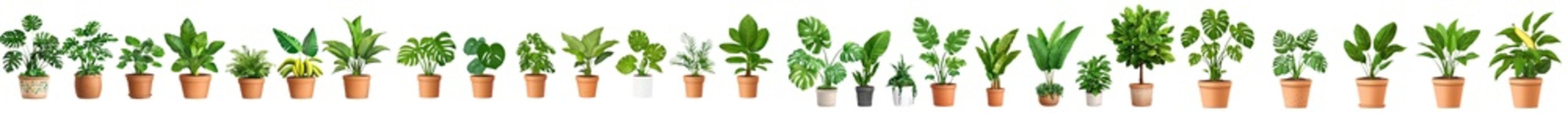 An isolated assortment of beautiful plants in ceramic pots on a transparent background. 3D rendering.