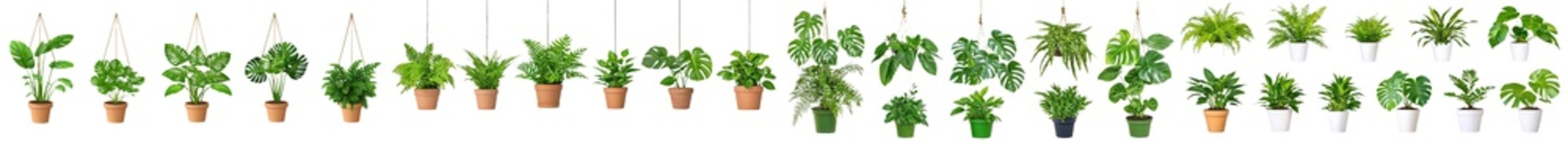 Poster - An isolated collection of beautiful plants in ceramic pots on a transparent background.