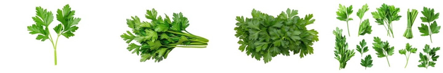 Poster - Full depth of field, parsley isolated on white background