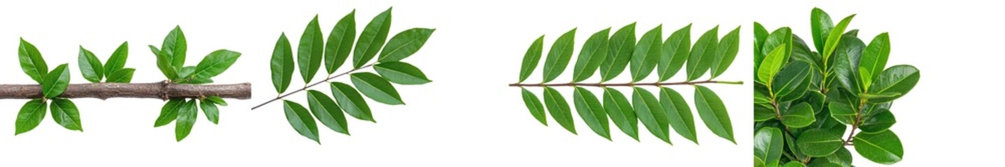 Poster - Isolated tree leaves or branch leaves.