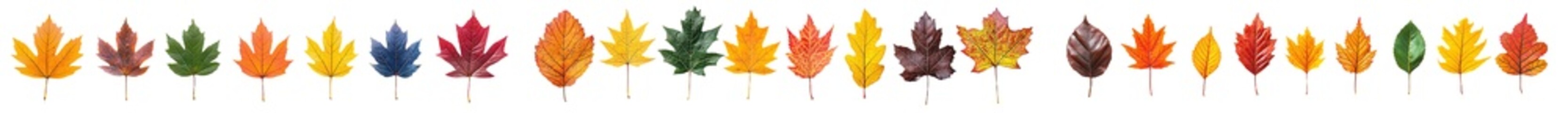 Poster - PNG file with autumn leaves isolated on white or transparent background