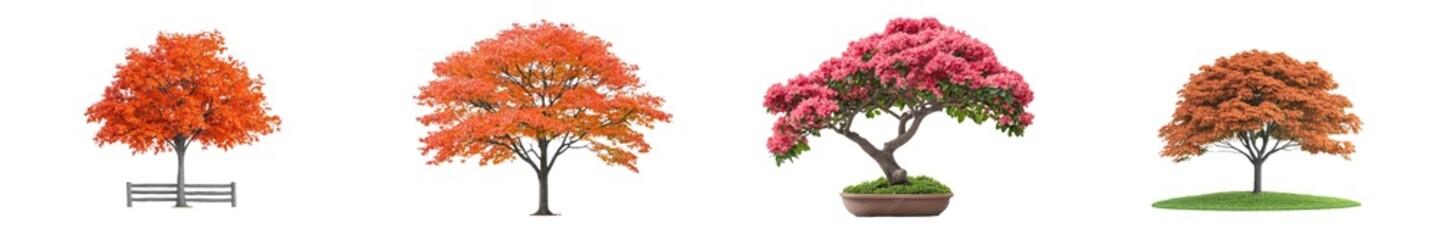 Poster - Season changing deciduous outdoor plants set against a powerful background of flamboyant Royal poinciana growth trees.
