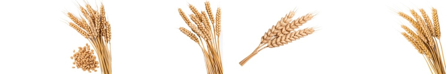Poster - Isolated horizontal wheat ears on a white background. Depth of field full. Stock photo