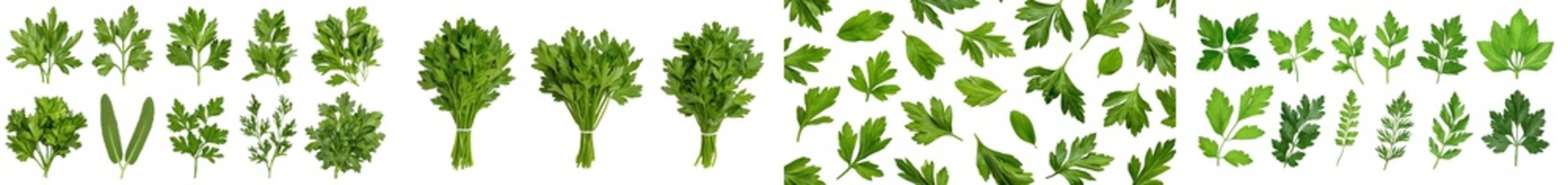 Poster - Herbs and spices from the Mediterranean: set of fresh, healthy parsley leaves, twigs, and a small bunch, isolated over a transparent background, for cooking, food, and diet designs, PNG
