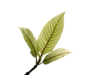 Wall Mural -  Kratom leaves with branches on white isolated background with copy space 