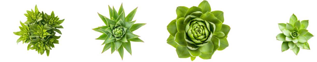 Poster - View of an artichoke from the top, isolated on a transparent background