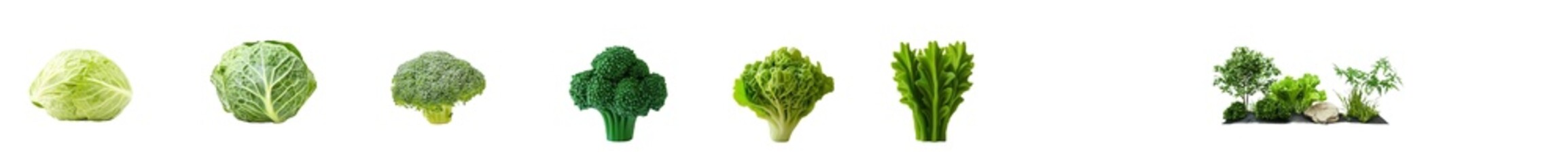 Aufkleber - Cauliflower, broccoli, and cabbage isolated on a transparent background