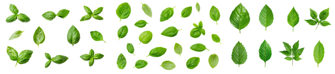Poster - Fresh basil leaves isolated on transparent background, PNG. Healthy eating, aromatic herb, food ingredient, spice.