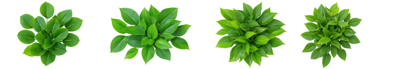 Poster - On a white background, a Hosta flower, plantain lily, is isolated.