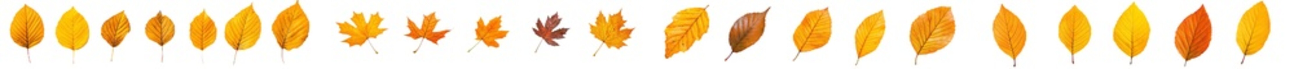 Poster - Airborne autumn leaves floating on transparent background. Windblown autumn leaves.