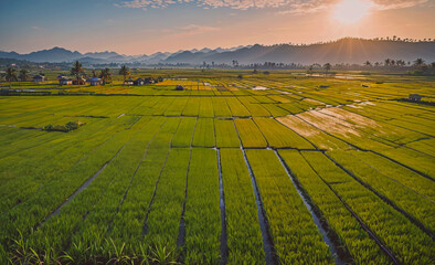 Poster - Field of rice with a sun in the sky