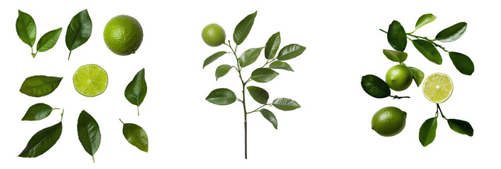 Poster - On a transparent background, there is a lime with leaves