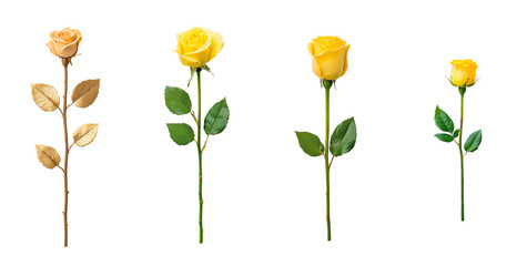 Poster - Isolated on transparent background, golden metallic rose sculpture with lifelike petal details and elegant leaves.