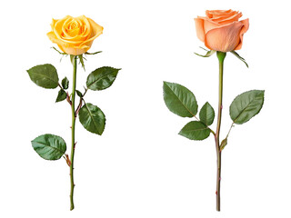 Poster - Golden rose sculpture with elegant petals and polished details. Perfect for representing beauty and fine art. Isolated on transparent background.