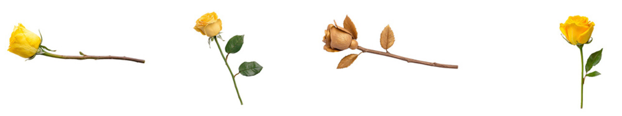 Poster - The golden metallic rose blossom represents beauty and luxury. Isolated on transparent background.