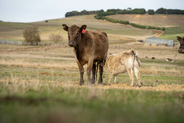 cow and calf cross on a farm in summer in australia