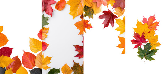 Poster - Autumn maple leaves background with vibrant red, yellow, orange, and green leaves. Isolated on transparent background.