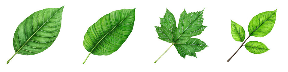 Poster - This watercolor illustration depicts a realistic green leaf with natural texture and prominent veins, isolated on a transparent background.