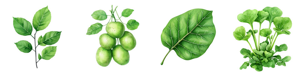 Poster - An illustrated watercolor illustration of a green leaf with intricate veins and a natural texture, showing a variety of botanical features.