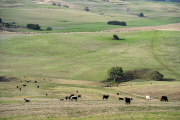 Wall Mural - Thin herd of cows in a meadow on a hill on a farm.