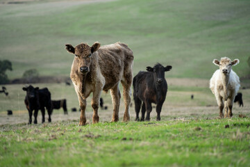 Wall Mural - Thin herd of cows in a meadow on a hill on a farm.