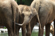 © Ibenk.88 - close up of elephant in outdoor enclosure at the zoo