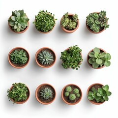 Plant nursery pots on a white background, top view, sharp details