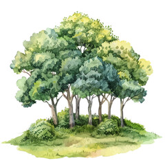 Wall Mural - a watercolor painting of a forest, isolated on a white background.