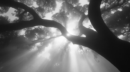 sunlight through forest canopy