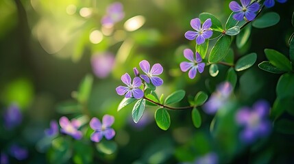 Wall Mural - Delicate small purple flowers bloom on a green plant, creating a beautiful natural display. The vibrant purple flowers add charm to the scene, emphasizing their fresh appearance and unique beauty.