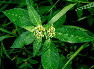 eclipta alba is a plant that has white flowers.