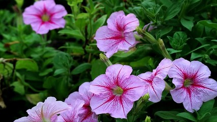 Wall Mural - footage of gorgeous pink variegated petunias blooming in the field