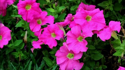 Wall Mural - footage of bunch of hot pink petunias blooming in the gentle wind