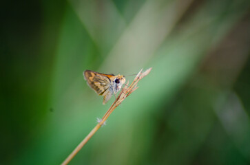 beautiful blue brown black yellow orange butterfly was flapping and perched on a leaf