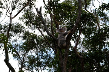 koala in tree