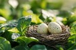 © homeganko - Two speckled eggs resting in a small nest amidst lush green foliage during daylight hours