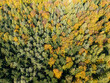 © daily_creativity - Aerial view of a vibrant forest in autumn, showcasing diverse foliage with a mix of green and yellow leaves, symbolizing nature's beauty.